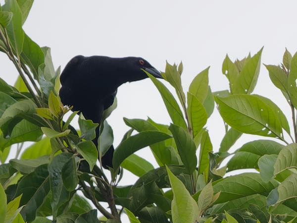 <h3><a href="/trips/costa-rica/biota/animalia/chordata/aves/040 passeriformes/124 icteridae/molothrus oryzivorus/molothrus oryzivorus-nl.html">Molothrus&nbsp;oryzivorus</a> / Giant&nbsp;cowbird / Grote&nbsp;koevogel</h3>OM-1 Mark II met OLYMPUS M.150-400mm F4.5, 1/2000 sec  bij F4.5, ISO 1600, afstand 30.9&nbsp;m